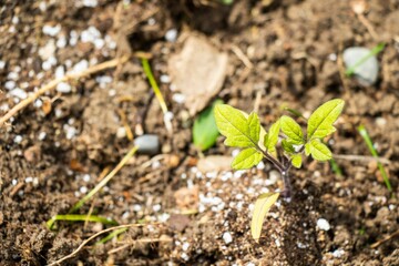 Small green plant growing in the garden