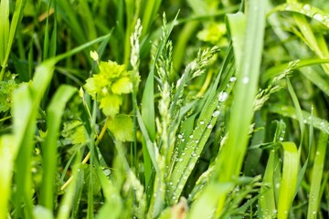 Closeup shot of dew droplets on a blade of grass on a field