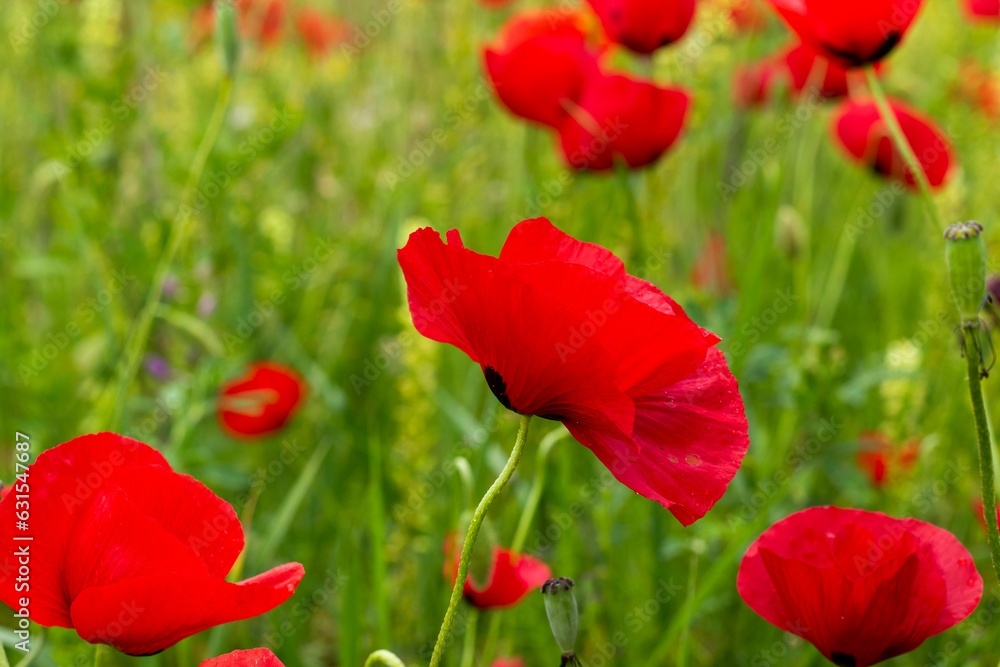 Poster Scenic view of red poppy flowers in a green field