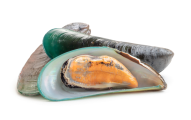 Steamed or cooked food of fresh beautiful green mussels in stack isolated on white background with clipping path and shadow in png file format