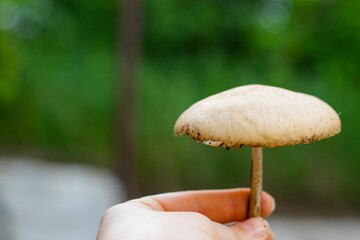 Closeup of a hand holding a mushroom in a green field