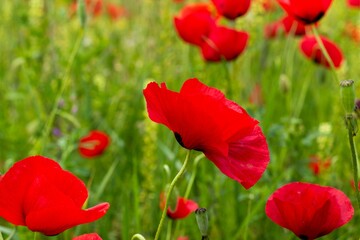 Scenic view of red poppy flowers in a green field