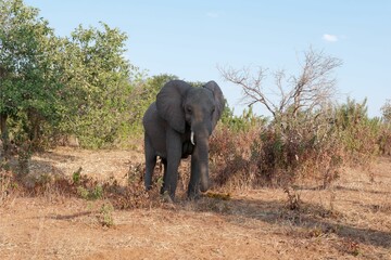 Obraz premium Majestic elephant walking against a backdrop of a serene wilderness