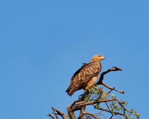 Closeup of a Tawny eagle perched atop a tree, under the blue sky in Chobe National Park, Botswana