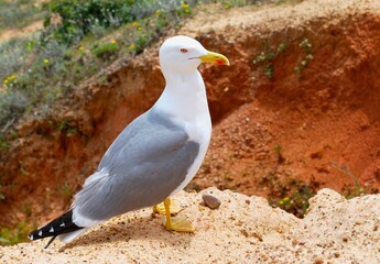 Closeup of a seagull perched on rocks on a sunny day