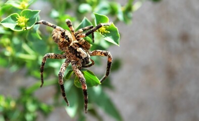 Macro shot of an arachnid perched on green leaves