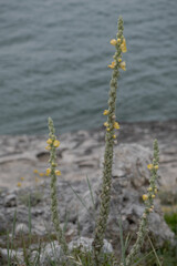 Naklejka premium Mullein yellow flowers by the sea