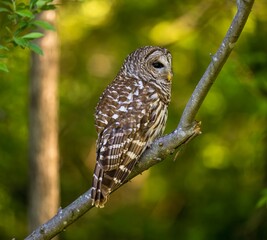 Barred owl perched on a tree branch. Strix varia.