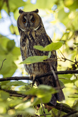 Waldohreule versteckt zwischen Bäumen und Ästen