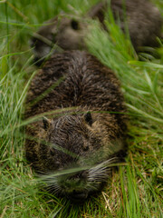 nutria