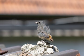 Selective focus shot of a small common redstart bird perched on a rock