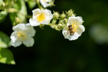 Naklejka na ściany i meble Selective focus shot of a honeybee pollinating a white wild rose flower