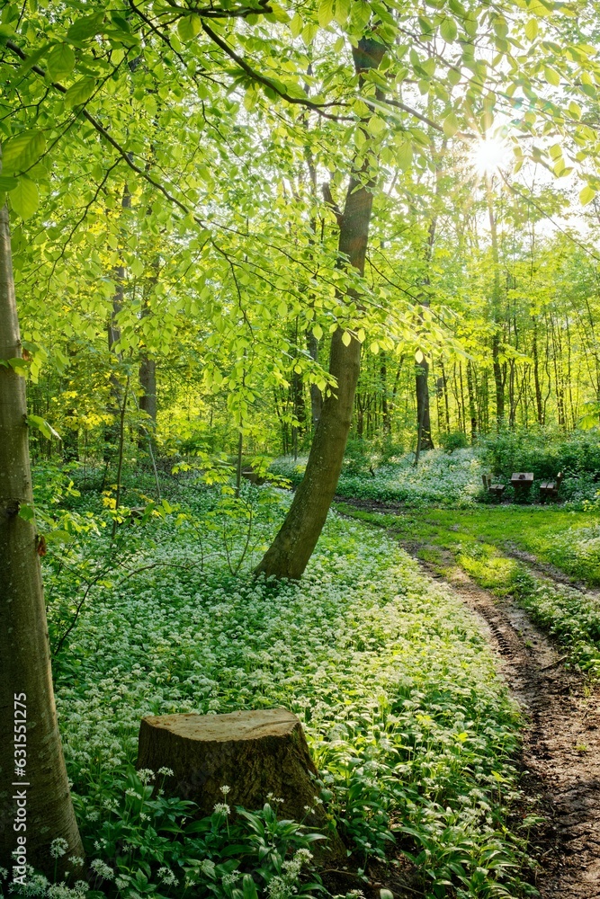 Poster a path through the woods on a sunny day with trees in the foreground