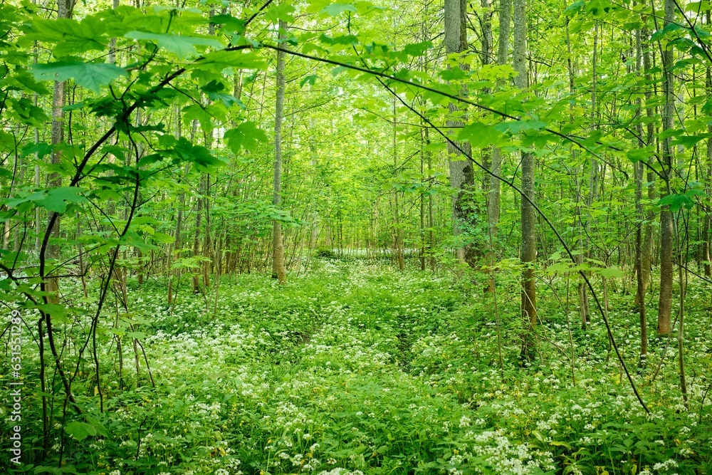 Poster an area with many different kinds of plants and trees all in it