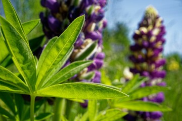 Aerial view of a lush field with clusters of delicate Lupinus flowers dotting the grass