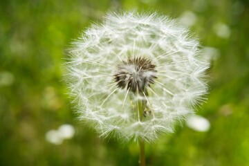Obraz premium High resolution close-up shot of a vibrant yellow dandelion flower growing in lush green grass
