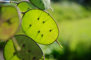 Vibrant green Lunaria leaf hangs from a tree branch in the foreground of the scene