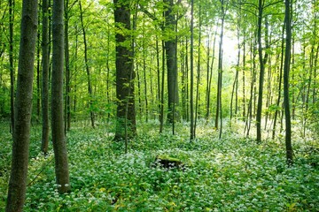 Fototapeta premium the wild flowers grow around the ground in the woods below the trees