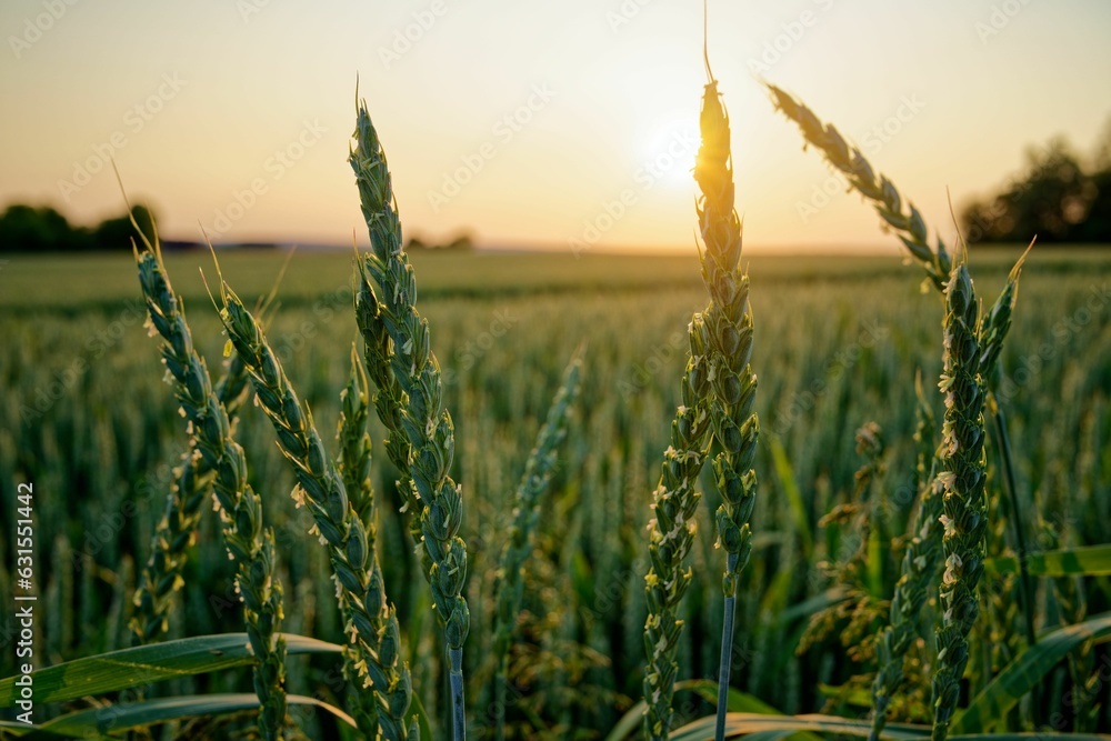 Sticker sunset over wheat field with shallow focus on ears of grass