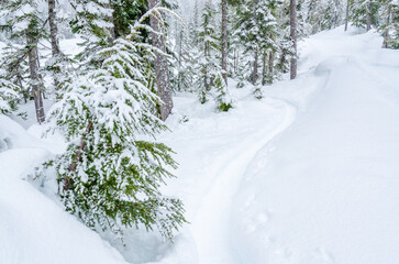 Obraz premium Snow trail in park at winter day in Vancouver, Canada, North America. Day time on January 2023.