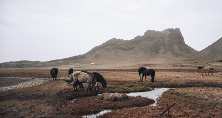 Of horses standing in a lush green field near a meandering river, contentedly grazing