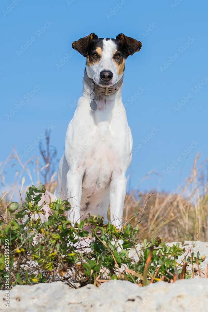 Wall mural a white, black, and brown fox terrier and pointer cross mix breed dog, sitting and resting on rocks.