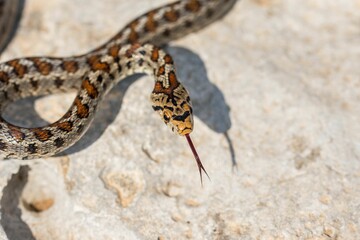 Macro shot of a juvenile Leopard Snake or European Ratsnake, Zamenis situla, on rocks in Malta.