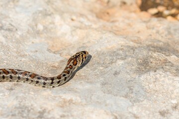Macro shot of a juvenile Leopard Snake or European Ratsnake, Zamenis situla, on rocks in Malta.