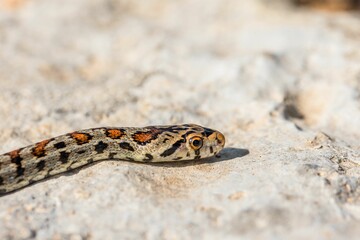 Macro shot of a juvenile Leopard Snake or European Ratsnake, Zamenis situla, on rocks in Malta.