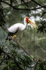 Vertical of a Yellow-billed stork in a green forest