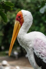 Vertical of a Yellow-billed stork in a green forest