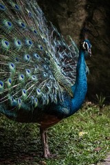 Vertical closeup of a peacock in a zoo