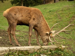 Closeup of sika deer grazing in a field in the countryside