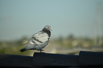 Pigeon perched on a roof