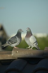 Two pigeons perched on a roof