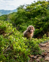 monkey sitting in a bush with mountains behind him, surrounded by green bushes