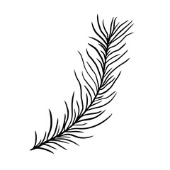 Hand drawn fern leaf. Doodle vector illustration