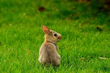 Small, white rabbit in a grassy field, gazing up in curiosity
