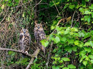Couple of great horned owls perched on a tree branch with lush green foliage.