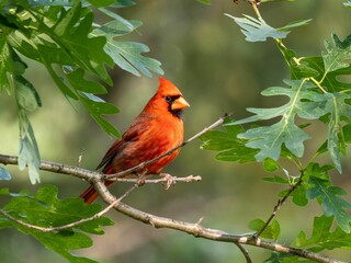 Male northern cardinal perched on the branch of a tree with lush green leaves.