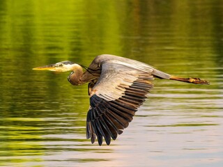 Great blue heron flying over a lake in a field on a sunny day