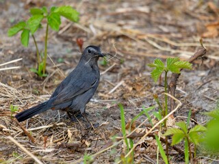 Obraz premium Closeup of a gray catbird perched on the ground in the daylight