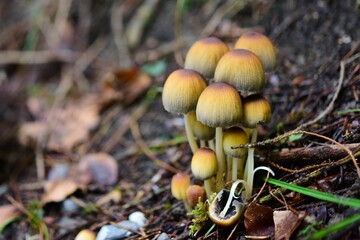 Closeup of mica cap fungi growing in a forest with a blurry background