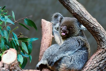 Closeup of a koala on a tree in a zoo with a blurry background © Ursula Plogmaker/Wirestock Creators
