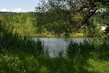 Picturesque scene of a grassy shore with a tranquil lake in the background.