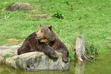 Brown bear lying on a rocky outcrop overlooking a tranquil lake.
