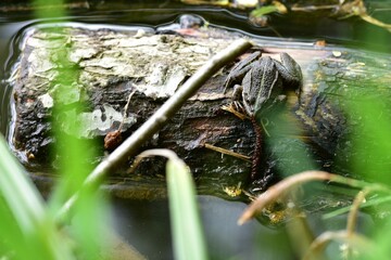 Large frog perched atop a log in a pond looking away from the camera