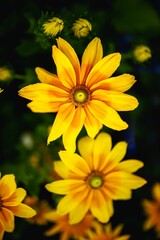 Stunning yellow flower in July at Balaton lake.