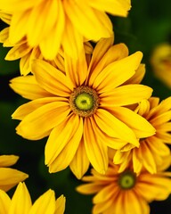Stunning yellow flower in July at Balaton lake.