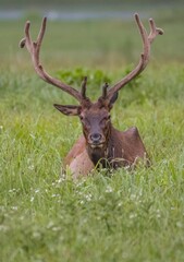 Naklejka na ściany i meble Vertical shot of a beautiful brown deer with long antlers on a grassy field